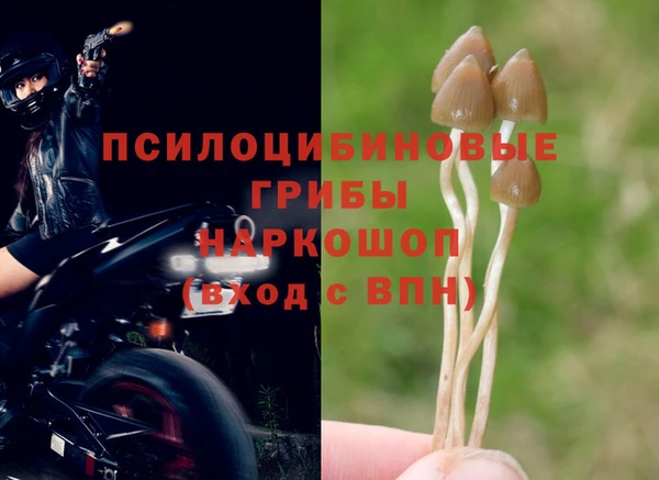 индика Алзамай